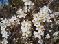 Preview: Prunus spinosa - Schlehe